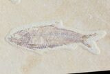 Pair of Knightia Fossil Fish - Green River Formation, Wyoming #79853-3